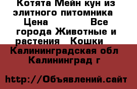 Котята Мейн-кун из элитного питомника › Цена ­ 20 000 - Все города Животные и растения » Кошки   . Калининградская обл.,Калининград г.